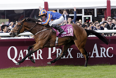 Irish Thoroughbred Found